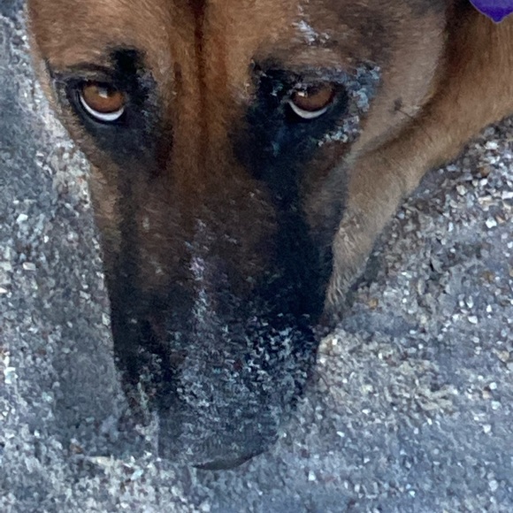 Meet your Posher, Shirl - Picture 4 of 12